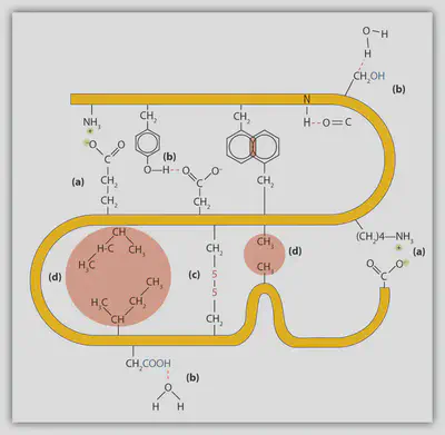 Visualization of some of the interactions that stablize the native state of proteins: (a) Electrostatic interactions, (b) hydrogen bonding, (c) disulfide linkages, and (d) van der Waals interactions.