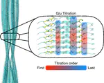 Characterization of the pH-Dependent Stabilizing Forces of Insulin’s Native and Fibril States